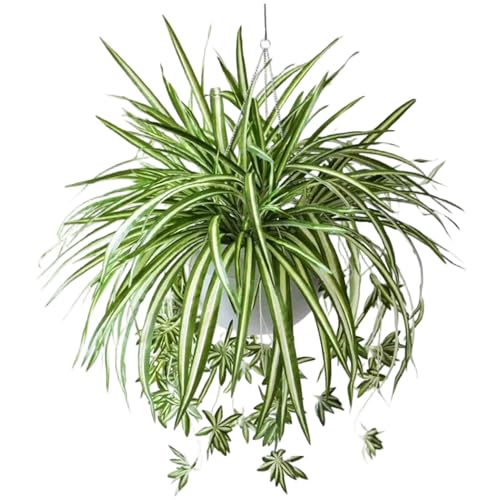 Gcroet 6PCS gefälschte Spinnenpflanze 24 Zoll künstliche Spinnenpflanze mit 5 Blumenkopf langlebig lebensechter Seidengrün für Innen- und Außenbereich. Gcroet 6PCS gefälschte Spinnenpflanze 24 Zoll künstliche Spinnenpflanze mit 5 Blumenkopf langlebig lebensechter Seidengrün für Innen- und Außenbereich. von Gcroet