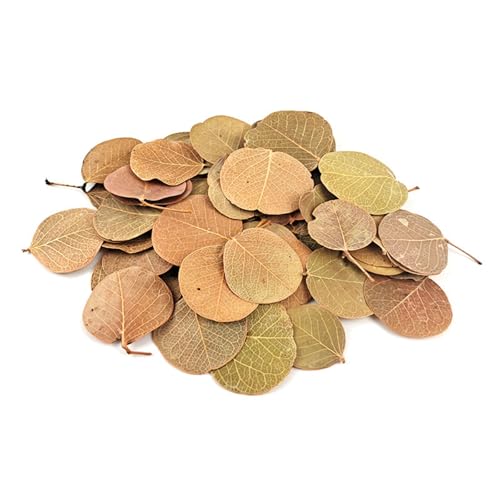 Authentik Natürliches Blättersubstrat Für Unterwasserökosystem Verbesserung Der Wasserqualität Mit Biologischen Abbaustoffen Aquascaping Getrocknete Pflanze Authentik Natürliches Blättersubstrat Für Unterwasserökosystem Verbesserung Der Wasserqualität Mit Biologischen Abbaustoffen Aquascaping Getrocknete Pflanze von Geavonyg