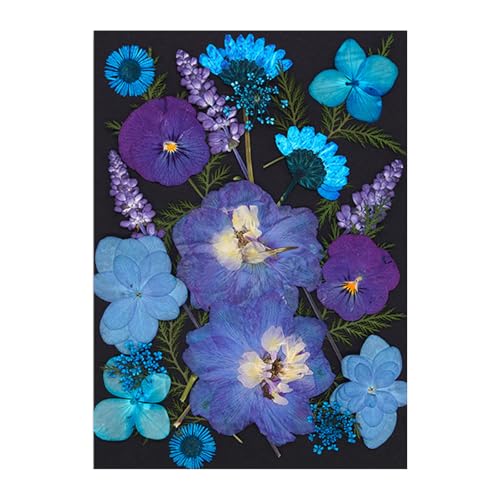 Gedrückte Getrocknete Für Harzformen Natürliche Gepresste Getrocknete Blütenblätter Für Scrapbooking Seifen Kerzenschmuck Machen Urlaubsverpackung von Geavonyg