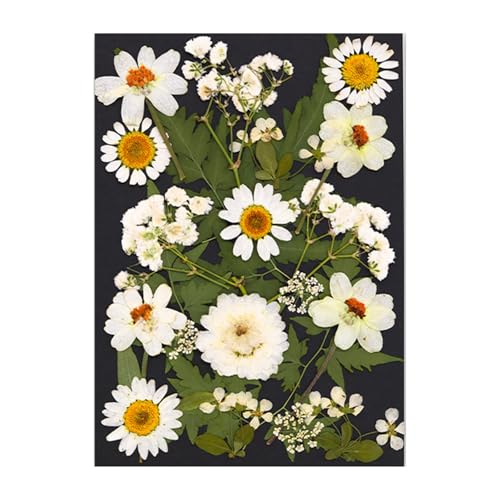 Gedrückte Getrocknete Für Harzformen Natürliche Gepresste Getrocknete Blütenblätter Für Scrapbooking Seifen Kerzenschmuck Machen Urlaubsverpackung von Geavonyg