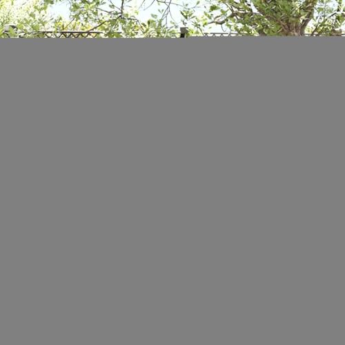 Gecheer Garten Essgruppe 5 pcs Beige Poly-Rattan, Gartenmöbel Set Tisch Stühlen for Balkonmöbel Outdoor-Essbereich und Café3380729 Gecheer Garten Essgruppe 5 pcs Beige Poly-Rattan, Gartenmöbel Set Tisch Stühlen for Balkonmöbel Outdoor-Essbereich und Café3380729 von Gecheer