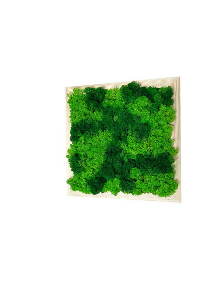 Gedankenwunder Manufaktur Bild Moosbild mit Holz Quadrat Rahmen Farbauswahl Rentiermoos/Islandmoos Gedankenwunder Manufaktur Bild Moosbild mit Holz Quadrat Rahmen Farbauswahl Rentiermoos/Islandmoos von Gedankenwunder Manufaktur