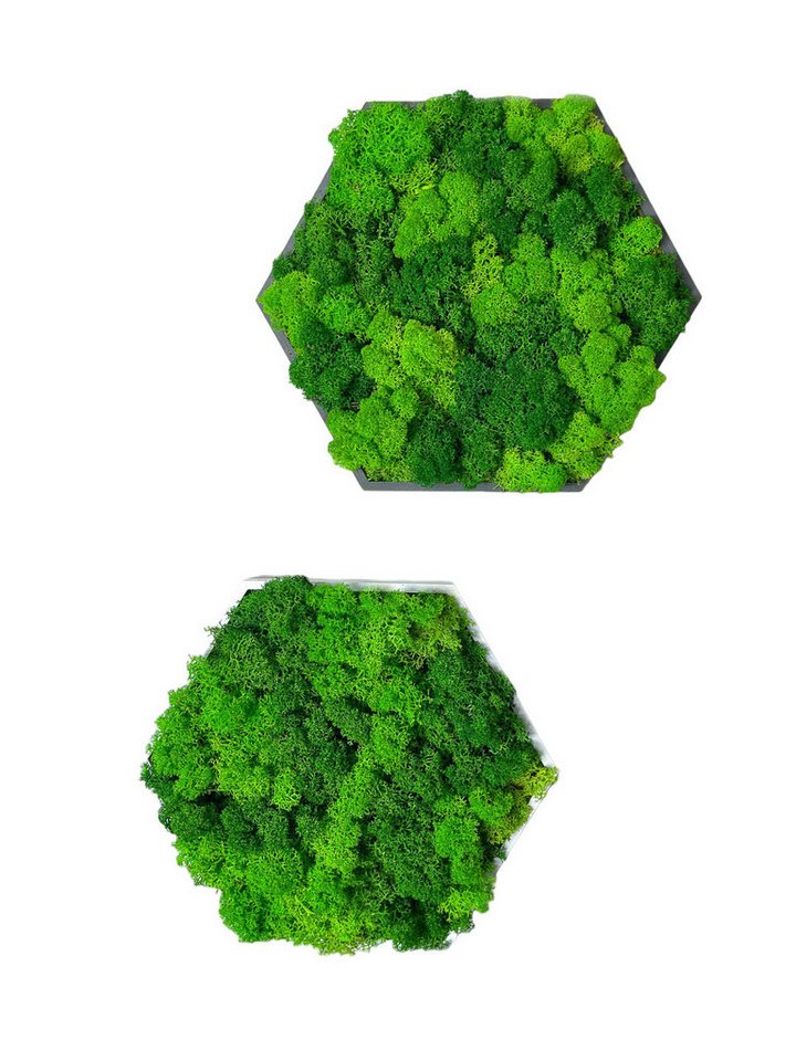 Gedankenwunder Manufaktur Bild mit Rahmen Islandmoos Farbkombi Moosbild Hexagon Rahmen Sechseck Rentiermoos von Gedankenwunder Manufaktur