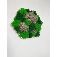 Holzmoos Holz Verteilt Islandmoos Moosbild Hexagon Rahmen Holzmoos Holz Verteilt Islandmoos Moosbild Hexagon Rahmen von GedankenwunderDecor