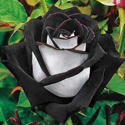 1, black/white: Edelrose flower seeds, 30 pieces (black and white): Seeds not a live plants von Generic