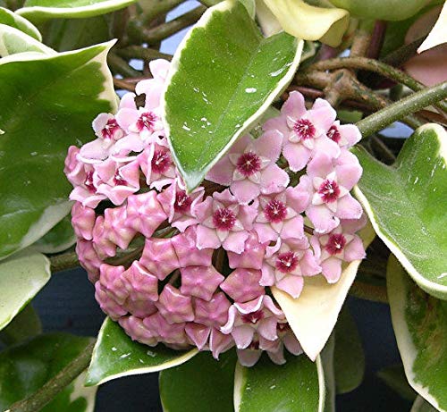 1 Pianta Hoya Krimson Queen Of Wax Flower Pot 12cm Perenni von Generic