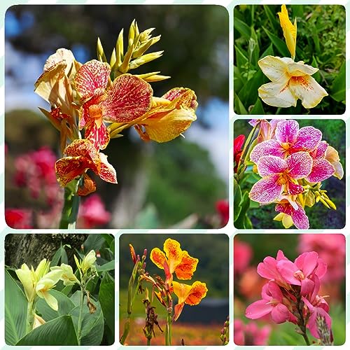 10 Canna Zwiebeln, Canna Knollen Winterharte Pflanzen Für Garten, Winterharte Stauden Mehrjährig (Canna Indica) Geschenke Garten Winterharte Pflanzen Gartenpflanzen Winterhart Mehrjährig Blumen Garten von Generic