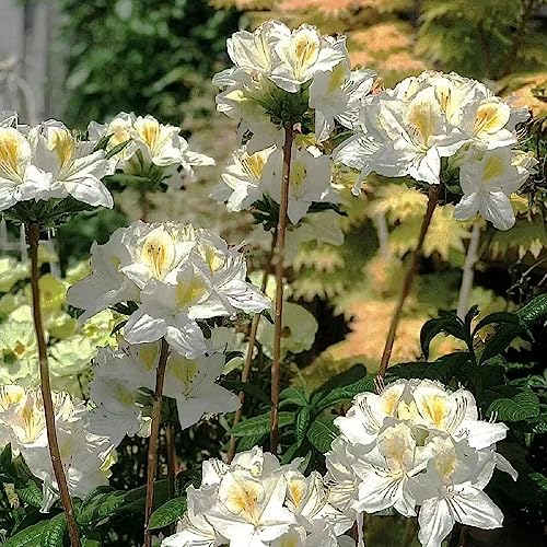 10 Samen Rhododendron Pflanze Gartenblumen Mehrjährig Winterhart, Schmetterlinge Züchten Azalee Winterhart Schnittblumen Samen, Balkon Beet Bienenfreundliche Blumensamen, Balkonpflanzen von Generic