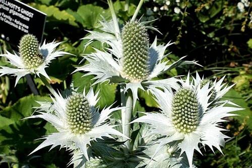 10 Silver Sea Holly Eryngium Giganteum Miss Willmott's Ghost Flower Seeds: Only seeds von Generic