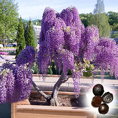 10 Wisteriensamen Seeds Glyzinien Samen Blauregen Pflanze Baumsamen Winterhart Wisteria Bonsai Samen Wisteria Weinblume Mammutbaum Garten Pflanzen Zimmerpflanzen Samen von Generic