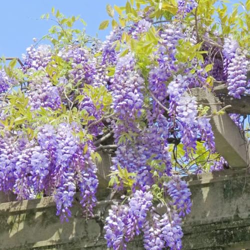 10 pcs blauregen pflanze winterhart samen, Glyzinien, wildblumensamen, plants bonsai samen blauregen (Wisteria sinensis), garten blumen winterhart, steingartenpflanzen winterhart blumen von Generic