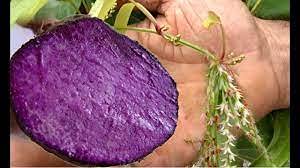 10 pieces of seeds of Purple Yam Plants: Only Seeds Not A Live Plants von Generic