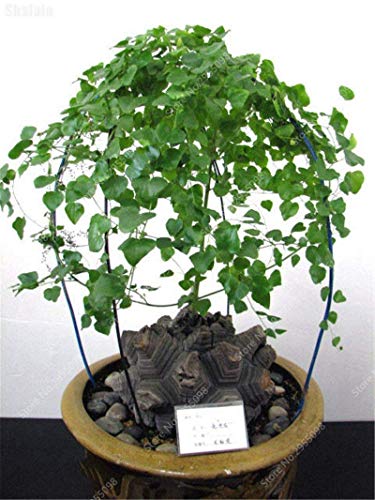 10 pz/Borsa Esotico Semi Dioscorea strisciante Guscio di Tartaruga Dioscorea elephantipes Giardino Foglia pianta per Vaso di Fiori 10 pz/Borsa Esotico Semi Dioscorea strisciante Guscio di Tartaruga Dioscorea elephantipes Giardino Foglia pianta per Vaso di Fiori von Generic