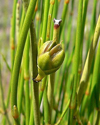 10 semi di piante di Ephedra viridis 10 semi di piante di Ephedra viridis von Generic