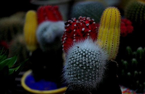 100 BEAUTIFUL PURPLE BEAULA DIFFERENT SEMPERATED COLOR COLOR VOLO TRICOLOR Vases of Flowers of Flowers Bonsai DIY HOME AND GARDEN: Seeds Only : Seeds Only von Generic