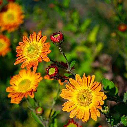 100 Pcs Chrysanthemen Winterhart Samen, Luftreinigende Zimmerpflanzen,Balkon Blumen (Chrysanthemum) Blumensamen Balkon,Blumen Für Balkon Kübelpflanze Winterhart,Blumendeko Blumenwiese von Generic