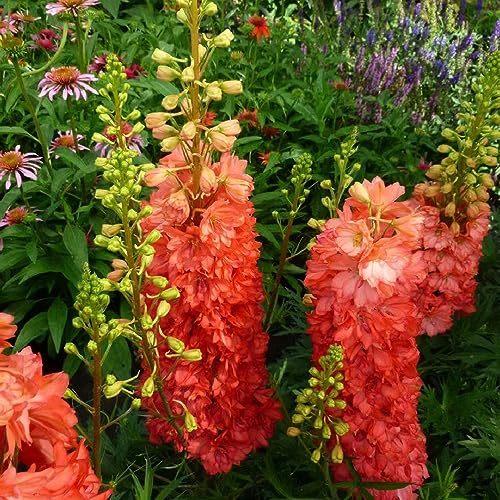 100 Pcs Rittersporn Samen Winterhart Mehrjährig - Delphinium - Stauden Winterhart Mehrjährig (Consolida Ajacis) Blumensamen Balkon Gärtner Geschenke Gartenblumen Bonsai Samen Balkonpflanzen von Generic