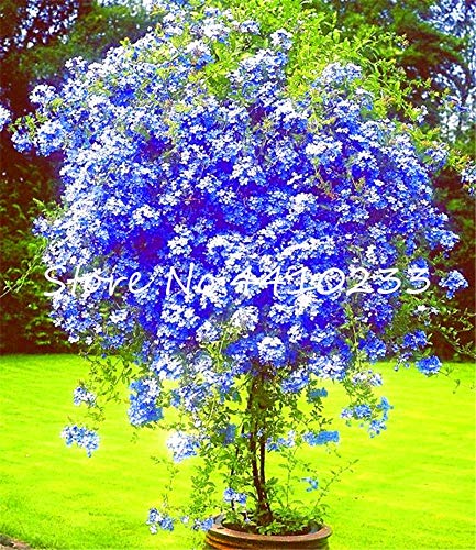 100 Pz Plumbago Auriculata Esotico Perenne Fiori Giardino di Casa Decor Flora Ceratostigma Plumbaginoides : mix von Generic