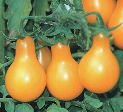 100 Samen von Yellow Pear - Tomaten Fruited : Seeds Only 100 Samen von Yellow Pear - Tomaten Fruited : Seeds Only von Generic