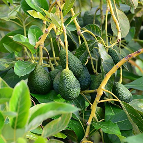 100 Stück avocado pflanze samen avocadobaum zwergobstbäume balkonpflanzen winterhart mehrjährig obst biosaatgut kübelpflanzen pflanzensamen geschenk gartenpflanzen balkongarten von Generic