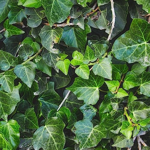 100 Stücke Efeu Samen Indoor, Efeutute, Ivy Vines Gemeiner Efeu Samen, (Hedera Nepalensis) Geschenke Für Gartenfreunde Green Wall, Pflanzen Deko Vine Balkon Pflanzen, Exotische Samen von Generic