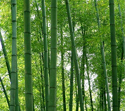 100 halbfrische Moosbambus Phyllostachys pubescens Riesenbambus – winterhart von Generic
