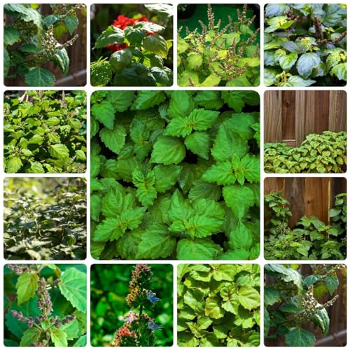 100 pcs Patchouli samen - gemüsebeet seed robuste balkonpflanzen winterhart,Pogostemon Cablin, indoor kräutergarten gewächshaus balkon gemüsepflanzen jungpflanzen winterharte kübelpflanzen von Generic