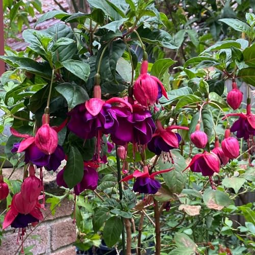 100 pcs fuchsien hängend samen, blumensamen, garten fuchsien baum - Fuchsia hybrida - balkon blumen, ostern geschenke blumen für balkon, bio saatgut wildblumensamen, balkon frühlingsblumen, von Generic