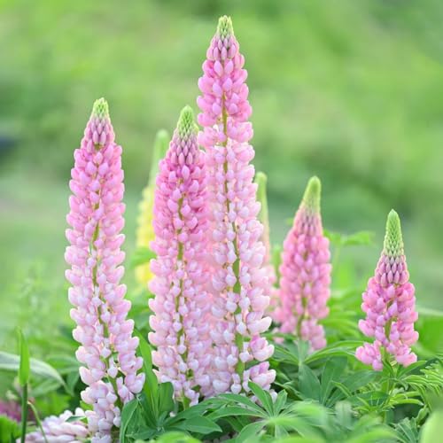 100 pcs hellrosa lupinensamen mehrjährig - sommerblumen samen, nachhaltige geschenke für frauen lupine samen stauden, pflanzen winterhart bodendecker, geschenk ostern flower seeds pflanzen von Generic