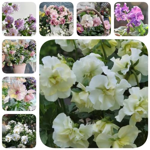 100 pcs hornveilchen samen winterhart, blumen samen, plants, Viola cornuta, bienenfreundliche blumensamen, garten geschenk garten blumen winterhart, kletterpflanzen winterhart blumensaat, von Generic