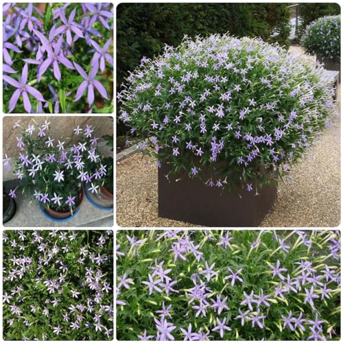 100 pcs isotoma fluviatilis samen, blumen samen, plants outdoor pflanzen, exotische pflanzen winterhart blumensamen geschenk, pflanze blumensamen bienenwiese, mini gewächshaus fensterbank von Generic