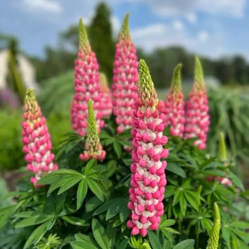 100 pcs rosa-2 lupinensamen mehrjährig - sommerblumen samen, nachhaltige geschenke für frauen lupine samen stauden, pflanzen winterhart bodendecker, geschenk ostern flower seeds pflanzen von Generic