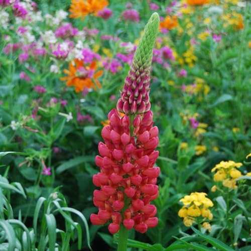 100 pcs rot lupinensamen mehrjährig - sommerblumen samen, nachhaltige geschenke für frauen lupine samen stauden, pflanzen winterhart bodendecker, geschenk ostern flower seeds pflanzen von Generic