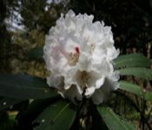 100 seeds rhododendron traillianum, seed shrub : Seeds Only von Generic