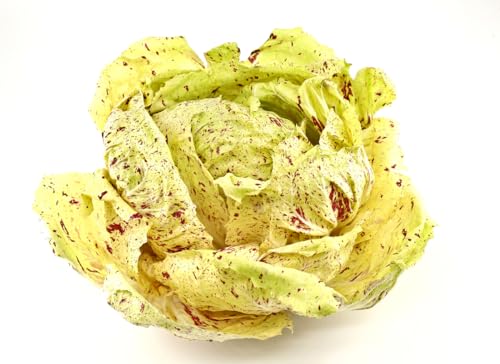 1000 Samen Chicoree Variegated of Lusia Salat Gemüse Chicory Vegetables Garten von Generic