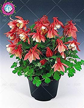 100pcs/bag Aquilegia Bonsai Samen Stauden Aquilegia Viridiflora Pall Blumensamen Schöne Blumentopf Übertopf für Hausgarten 3 : Seeds Only von Generic