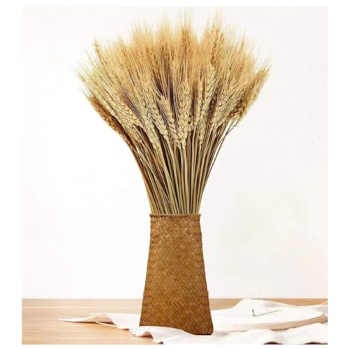 100pcs Weizen Getrocknete Blumen Weizen Deko Getrocknet äHren Weizen Deko Getrocknete Weizen Natur Getreide äHren Getrocknet Deko Trockenblumen für Kamin, Zuhause, KüChe, Kirche, Tisch 40cm von Generic