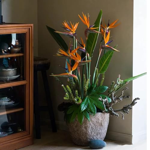 12 Pcs Strelitzie Samen - Wildblumensamen Mehrjährig Winterhart (Strelitzia Reginae) Schnittblumen Samen, Pflanzen Deko Blumensamen Gastgeschenk Nachhaltige Geschenke Für Frauen Winterharte von Generic