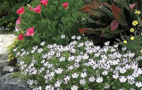 120+ Samen von FIVE SPOT Seeds SCHMETTERLINGEN Jahres reseeds Easliy Erbstück LITTLE SEED : Seeds Only 120+ Samen von FIVE SPOT Seeds SCHMETTERLINGEN Jahres reseeds Easliy Erbstück LITTLE SEED : Seeds Only von Generic