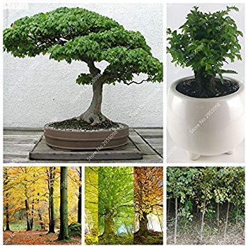 12st / Beutel Imported Blut Beech Samen im Freien Natur Ju SHU Bonsai Pflanze Exotioc Red Elm Planta Für Blumentopf Übertopf : Seeds Only 12st / Beutel Imported Blut Beech Samen im Freien Natur Ju SHU Bonsai Pflanze Exotioc Red Elm Planta Für Blumentopf Übertopf : Seeds Only von Generic