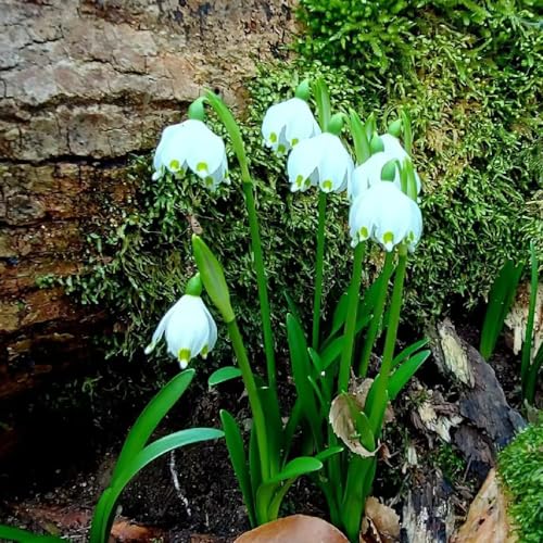 15 Pcs Märzenbecher Zwiebeln Winterhart Mehrjährig - Leucojum Vernum - Frühlingsblumen Zwiebeln, Zimmerbonsai Bonsai Märzenbecher Pflanze Knollen, Blumen Pflanzen, Gartenblumen Blumenzwiebeln von Generic