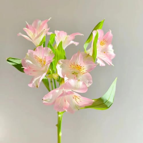 15 pcs blumen alstroemeria pflanze samen - gartenblumen,Alstroemeria hybrida, nachhaltige geschenke für frauen wildblumensamen mehrjährig schmetterlingsflieder bienenfreundliche von Generic