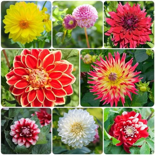 15 pcs dahlien knollen kaufen winterhart - bonsai topf blumenwiese topfpflanzen dahlie dahlia flowers winterlinge zwiebeln winterhart mehrjährig balkonpflanzen winterhart urban gardening von Generic