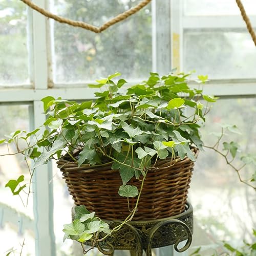 15 pcs efeu samen mehrjährig, Efeutute, efeu samen winterhart, (Hedera nepalensis) winterharte pflanzen für balkon winterharte pflanzen für garten pflanzen hängend, ranke von Generic