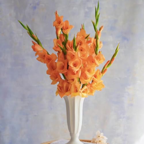 15 pcs gladiolen zwiebeln winterhart, Gladiolen Knollen, frühblüher zwiebeln, frühlingsblumen gladiolus zwiebeln (Gladiolus gandavensis) deko wohnzimmer, zimmerpflanzen winterharte von Generic