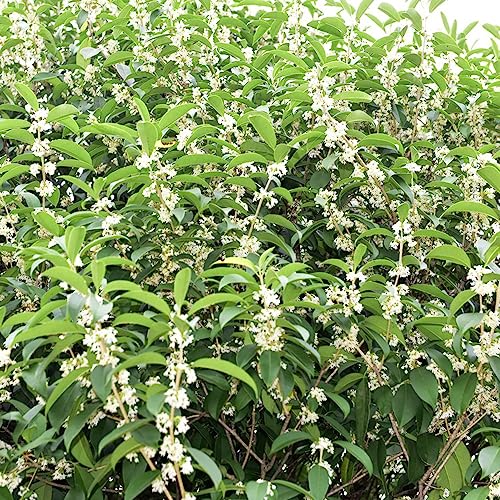 150 Stücke echter lorbeer winterhart samen - Gewürzlorbeerbaum - gewürz lorbeer samen, lorbeerbaum kaufen (Laurus nobilis) kräuter samen, nachhaltige geschenke bonzai baum, exotische von Generic