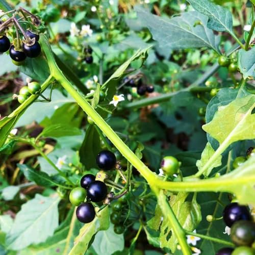 150 pcs Nachtschatten samen, balkonpflanzen winterhart Solanum nigrum, dekoration wohnzimmer gemüse winterfeste pflanzen für kübel wintergemüse samen bonsai topf pflanze zimmerpflanze von Generic