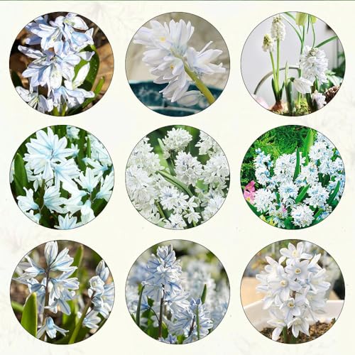 150 pcs Puschkinia samen bienenfreundliche blumensamen blumen deko robuste balkonpflanzen winterhart frühlingsblumen winterharte pflanzen für garten bonsai topf hochbeet für balkon von Generic