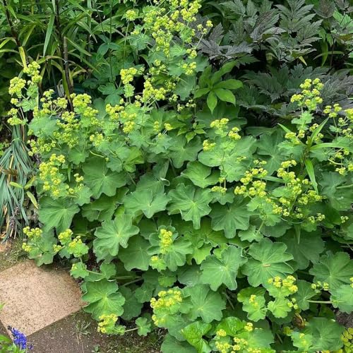 150 pcs frauenmantel samen bio, heilkräuter, plants, Alchemilla vulgaris, winterharte pflanzen für balkon, pflanzen samen indoor kräuter fensterbank, garten pflanzen indoor kräutergarten, von Generic