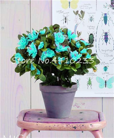 150pcs0 PC Rhododendron Azalea Flower Seeds for Gardening Green 1;seeds only von Generic